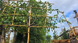 Damaged imported plants